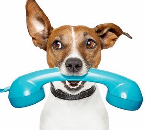 Dog Phone call_crop